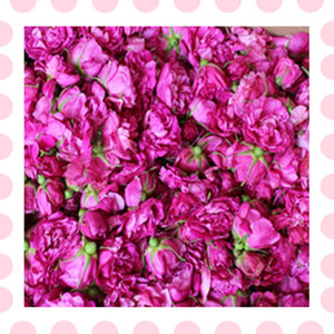新鲜平阴玫瑰鲜花 4-5月份花期 腌制玫瑰现货 做纯露玫瑰酱团购中