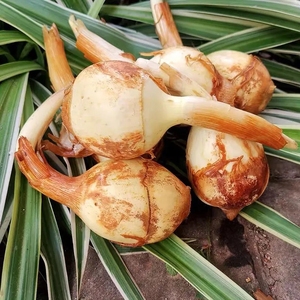 现挖新鲜迷你小茨菇白马蹄白慈姑农家自种粉糯茨菰燕尾菇蔬菜包邮