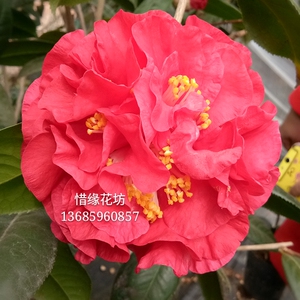 帕克斯苹果茶花