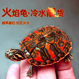 火焰龟深水龟冷水鱼龟混养乌龟活物吃粪清洁龟稀有观赏宠物龟活体