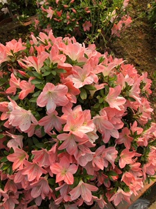 皋月杜鹃 寿光冠