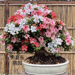 皋月杜鹃   好月  另有籽变种浮云之月及枝变好月之誉丶梦花火