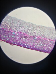 生物实验永久玻片