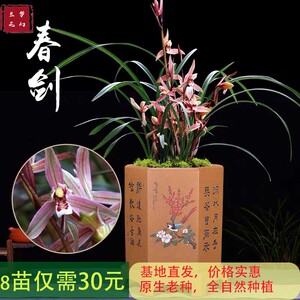 四川春剑兰花兰草浓香原生种国兰盆栽盆景绿植室内花卉鲜花带花苞