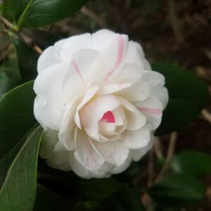 茶花盆栽美人脸