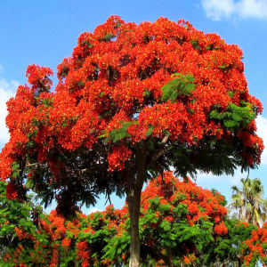 凤凰木树苗凤凰树红花楹小苗火树庭院绿化苗四季常绿风景树盆栽