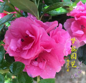四季小玫瑰杜鹃  室内外观花观叶绿植花卉盆栽