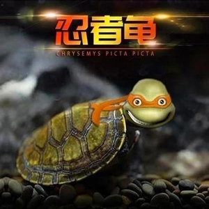 000人付款天猫疯狂的龟沼泽侧颈龟苗宠物西非侧颈龟圆澳龟忍者热带