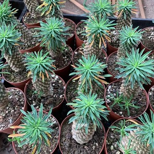 【铁甲麒麟】峨嵋山 室内桌面 易养 美观 多肉植物盆栽