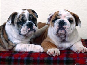 斗牛犬纯种幼犬活体狗狗宠物狗赛级双血统精品英国进口驱虫疫苗齐