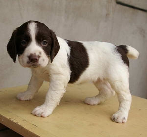 警犬史宾格犬纯种幼犬活体肝色棕色史宾格狗狗高品质驱虫疫苗齐