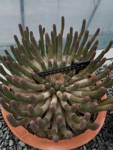 原地进口 九头龙 大戟块根植物