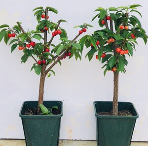 热销四川嫁接朱砂小樱桃果树苗 红妃樱桃树苗 盆栽地栽南北果树苗