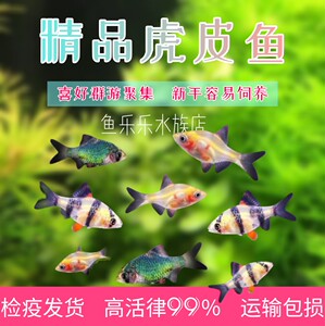 000人付款淘宝金虎纹宝石 海金鱼 直营 鱼海水观赏鱼活体颜色鲜艳