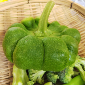 云南绿南瓜