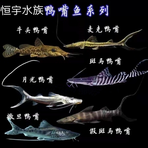 虎纹鸭嘴鱼鸭嘴鲨月光鸭嘴斑马鸭嘴鱼淡水鲨鱼大型底层观赏鱼活体