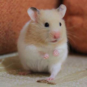 巨型仓鼠纯种金丝熊米熊长毛虎纹熊奶牛熊眼圈熊纯银