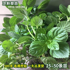 2018人付款淘宝正宗豆腐柴苗神仙绿豆腐树苗凉粉斑鸠叶臭黄荆树苗翡翠