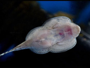 琵琶鼠鱼双吸盘蝴蝶吸盘琵琶鱼中华吸鳅草缸底栖清洁鱼热带观赏鱼