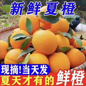 广西桂林夏橙橙子新鲜大果应当季水果新鲜果冻冰糖橙甜橙包邮现摘