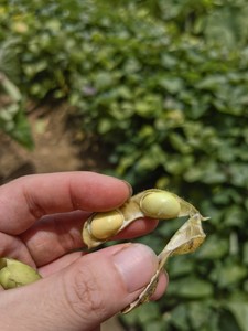 新鲜黄豆荚毛豆潮汕农家自种黄豆3斤豆角现摘现发青豆