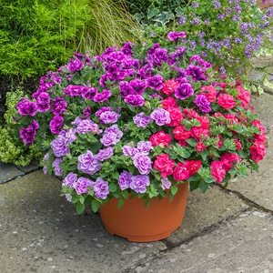 矮牵牛盆栽苗盆花庭院花园阳台直立吊耐热观赏带花苞花卉苗