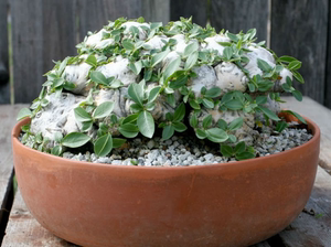 白花惠比须笑 pachypodium brevicaule 夹竹桃科 稀有 块根种子