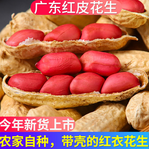 广东红皮花生带壳晒干生的农家种子新鲜四粒红衣花生米2023新货