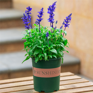鼠尾草盆栽带花苞耐寒一串蓝花苗蓝色景观花镜阳台庭院耐热花卉
