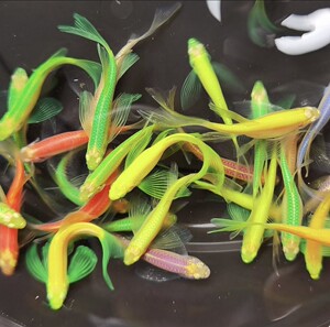 蝶翼斑马长鳍长尾淡水小型热带鱼耐养颜色随机发包邮包活