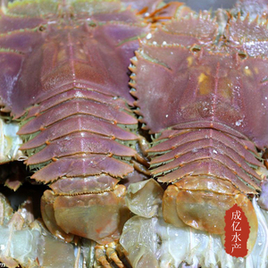 野生九齿扇虾 琵琶虾新鲜虾姑排活虾刺身海鲜鲜活4只