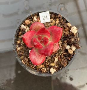 新品罗布冬云系杂交超美小萌物带暗纹多肉植物一物一拍