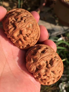 一瓣清心-41精品苹果园狮子头球体原桩高端苹果圆文玩核桃0115