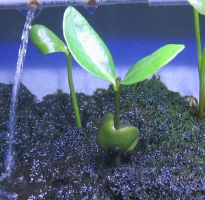 红树种子