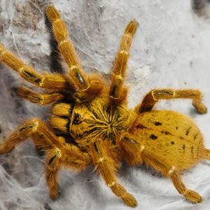 非洲橙巴布c8烈阳巴布宠物蜘蛛超凶猛捕食迅速易饲养经典新手必养