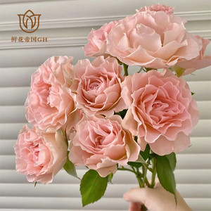 新款网红浅粉色人鱼公主多头玫瑰花鲜花水养插花北京同城速递