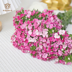 相思梅石竹梅鲜花花束云南直批北京同城办公室插花速递顺丰包邮