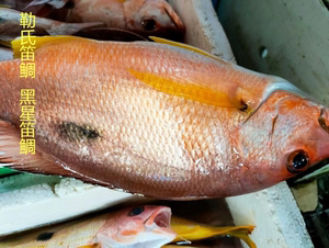 海南深海捕捞钓口笛鲷新鲜大红鱼点记黑点仔黄翅火点鱼刺身生鱼片