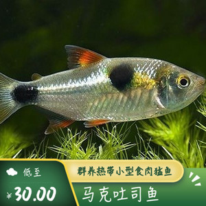 马克土司 小型鱼鹿齿鱼活体加拉辛类凶猛群游热带观赏热带食肉鱼