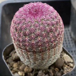 红太阳仙人球室内盆栽实生开花多肉植物稀有名贵办公室防辐射绿植