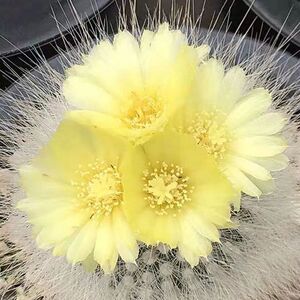 实生白小丁仙人球室内盆栽群生开花多肉植物无刺软毛办公室防辐射