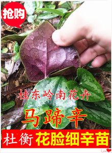 马蹄香苗