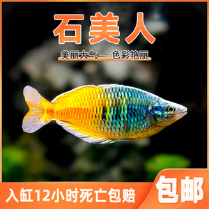 石美人鱼热带红苹果红尾黄金鸽子美人蓝电光彩虹刚果美人鱼活体鱼