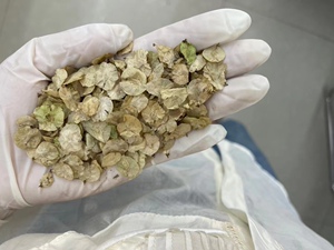 榆树种籽榆树墙种子榆树的种子白榆树种子榆树钱金叶榆榔榆种子