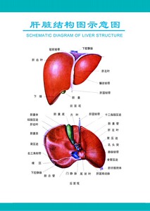 肝脏挂图