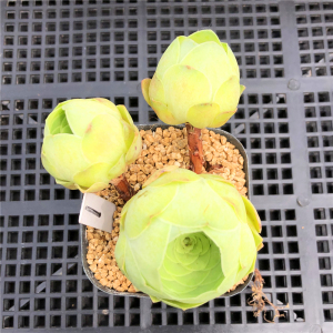 仙桃玫瑰 多肉老桩群 山地系列 一物一拍 办公室阳台观赏绿植盆栽