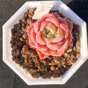 粉红豹 多肉植物 韩国进口新品 一物一拍 办公室阳台观赏绿植花卉