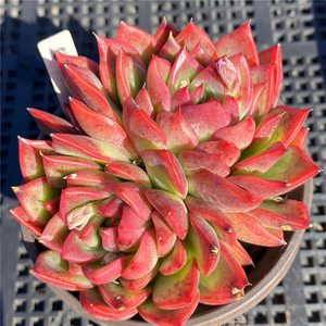 弗洛瑞安娜多肉