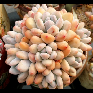 新香水 多肉植物 群生一物一拍 盆栽绿植花卉办公室阳台组合拼盘