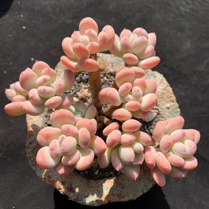 三日月美人多肉